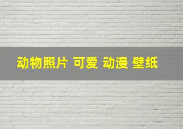 动物照片 可爱 动漫 壁纸